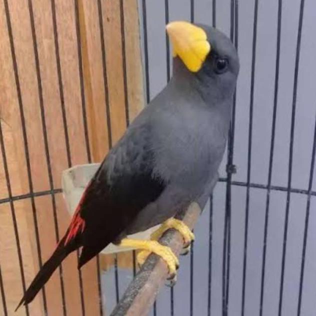 BURUNG JALAK RIO JANTAN