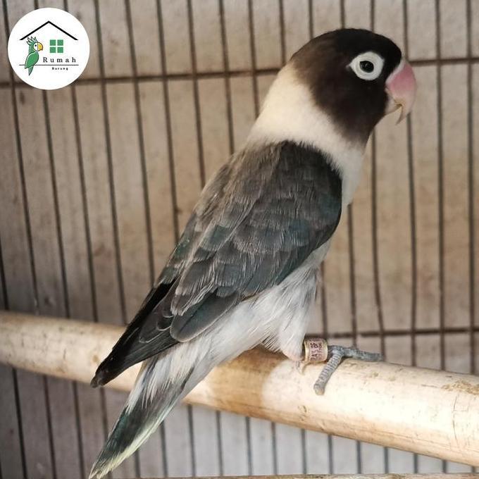 LOVEBIRD PERSO BIO EWING BLUE ISTIMEWAH LANGKA