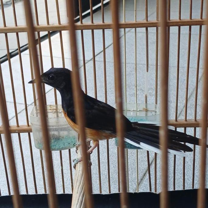 burung murai batu betina siap produksi