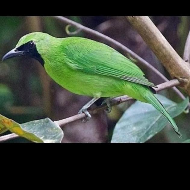 burung cucak ijo rawatan rajin bunyi sepasang