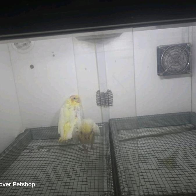 Lutino Falk / parkit australia / cockatiel