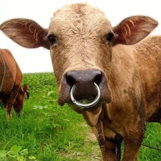 Anting Hidung Bull Ring Nose Cincin Sapi Kerbau Tendok Keluh Artupic