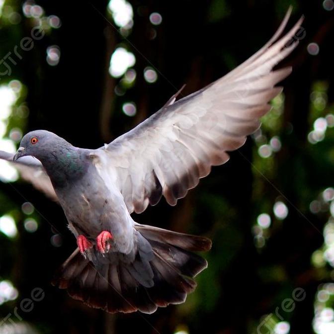 VETAFARM TABLET MULTIVET ISI 100 VETAFARM - MERPATI PIGEON DERKUKU PUTER