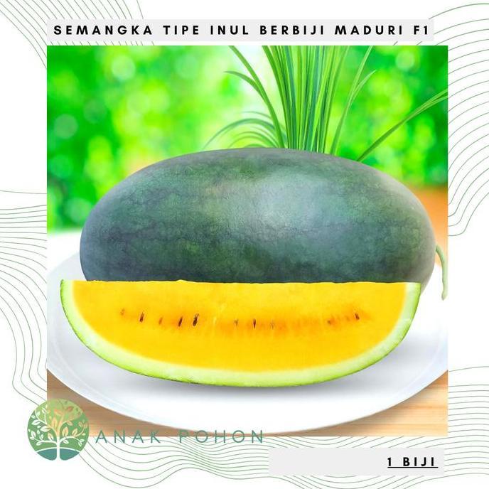 Benih Bibit Biji - Semangka MADURI F1 Tipe Inul Kuning Berbiji Seeds