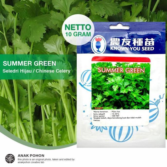 (1 PACK) Benih Seledri Summer Green Seeds - Known You Seed - 10 GRAM