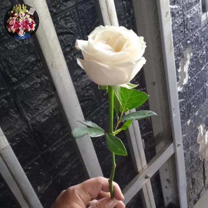 bunga mawar satuan/bunga asli /untuk hiasan