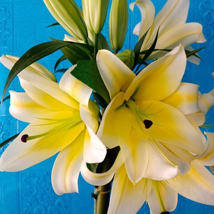bunga lily kuning asli bunga fresh