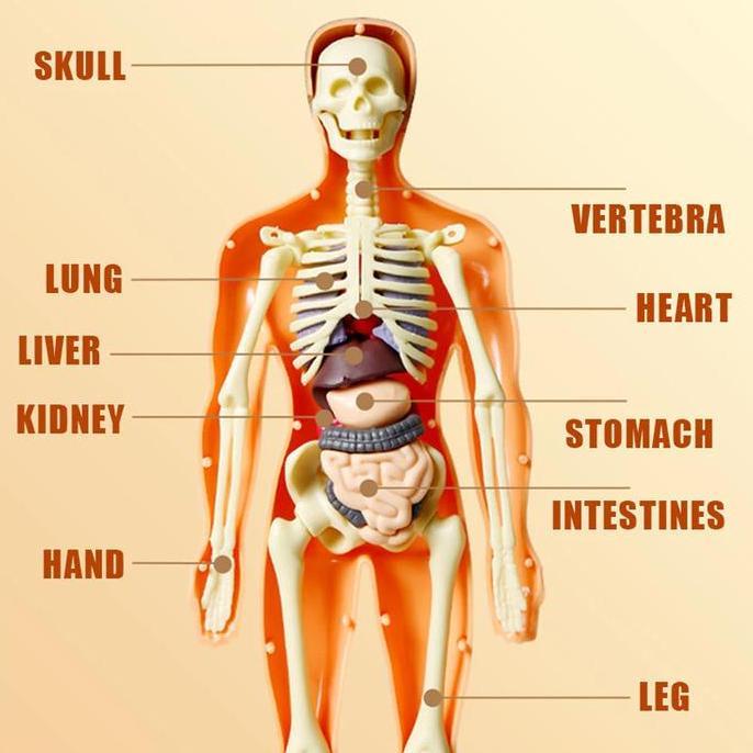HUMAN BODY ANATOMY MODEL MAINAN DOKTER MAINAN TENGKORAK  HUMAN ORGANS