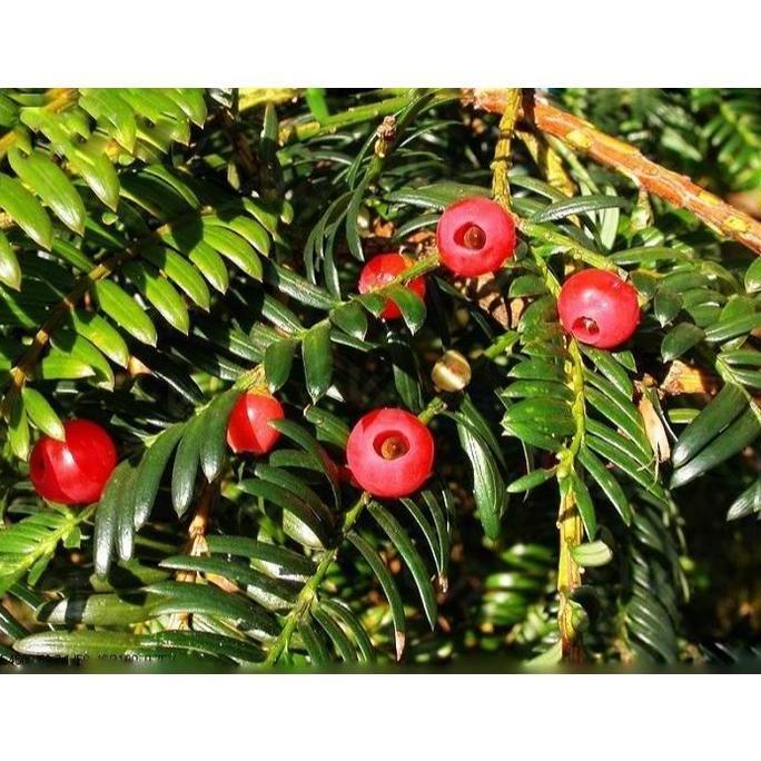 Benih Bibit Biji - Chinese Yew Taxus chinensis Medical Herb Seeds - IMPORT - Herbal Tiongkok Kemoter
