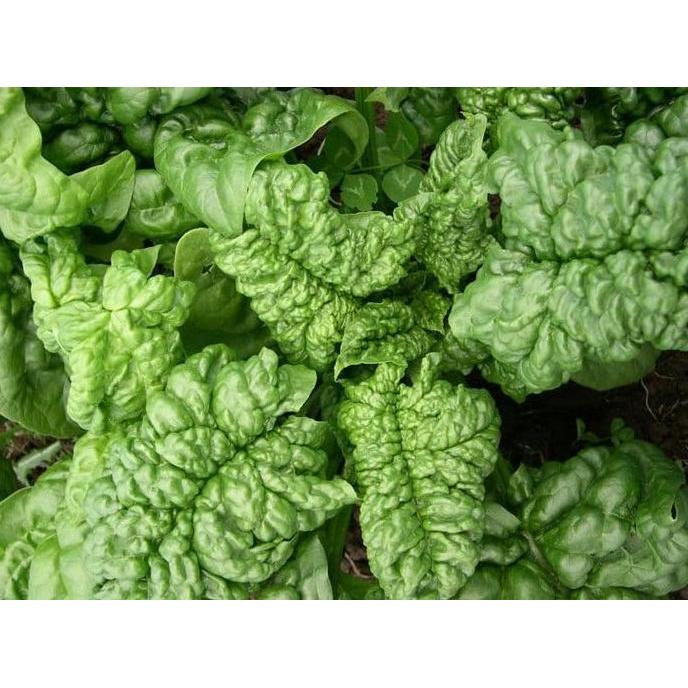 Benih Bibit Biji - Spinach Bloomsdale Long Standing (Spinacia oleracea) Seeds - IMPORT