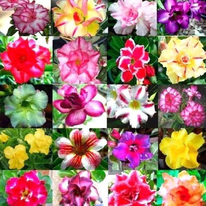 Benih Bibit Biji - Bunga Adenium Obesum Mix (Single & Double Petal) Flower Seeds - IMPORT THAILAND