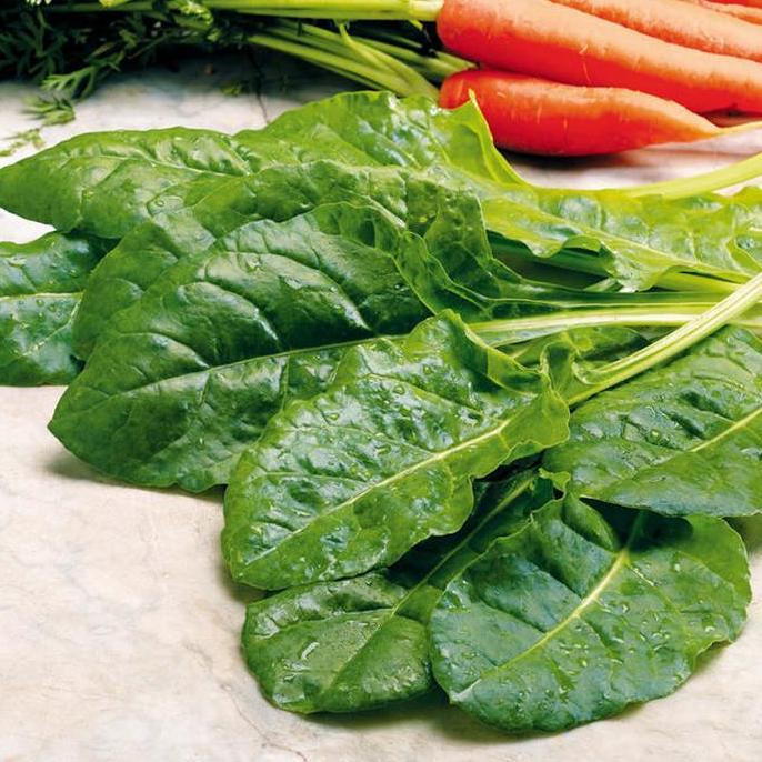 Benih Bibit Biji - Spinach Perpetual Leaf Beet Seeds - IMPORT