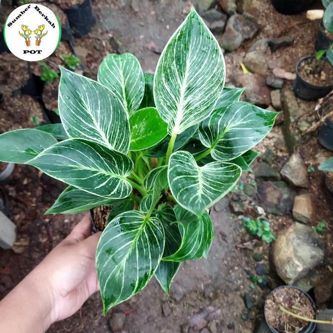 tanaman hias philodendron birkin - philo birkin rimbun