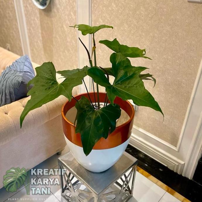 Tanaman hias anthurium pterodactyl - Anthurium prodactyl