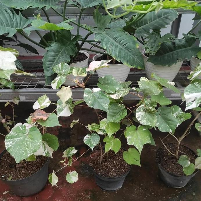 Waru Variegata / Tanaman Waru Variegata