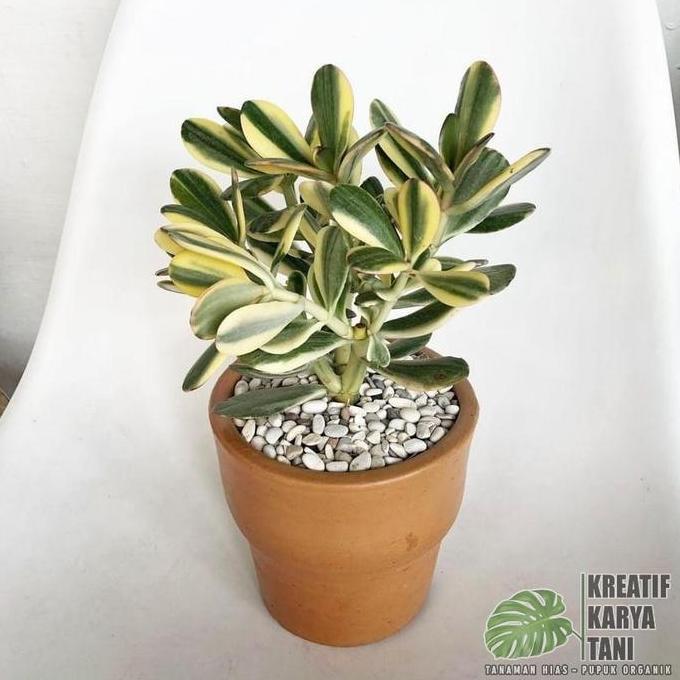 Tanaman hias jade plant varigata - Jade plant variegata