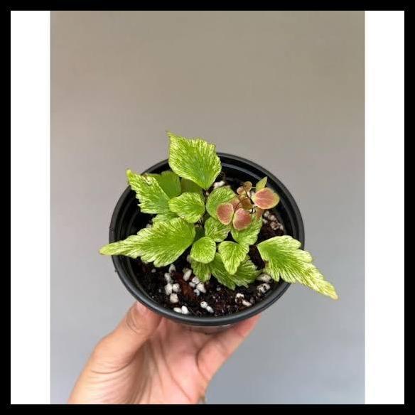 Promo / Tanaman Hias Suplir Kupu Kupu Pink Variegata
