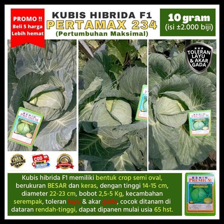 Promo / [Beli 5 Lebih Hemat] Benih Kubis Jumbo Pertamax 234 (Pertumbuhan Maksimal) Kemasan 10 Gram (