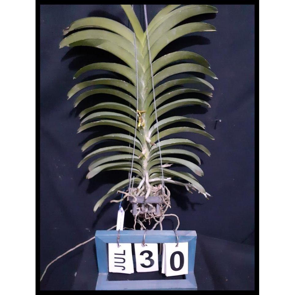 Promo / ( Spike / Knop / Berbunga ) Vanda Goramgo X Kasem'S Delight