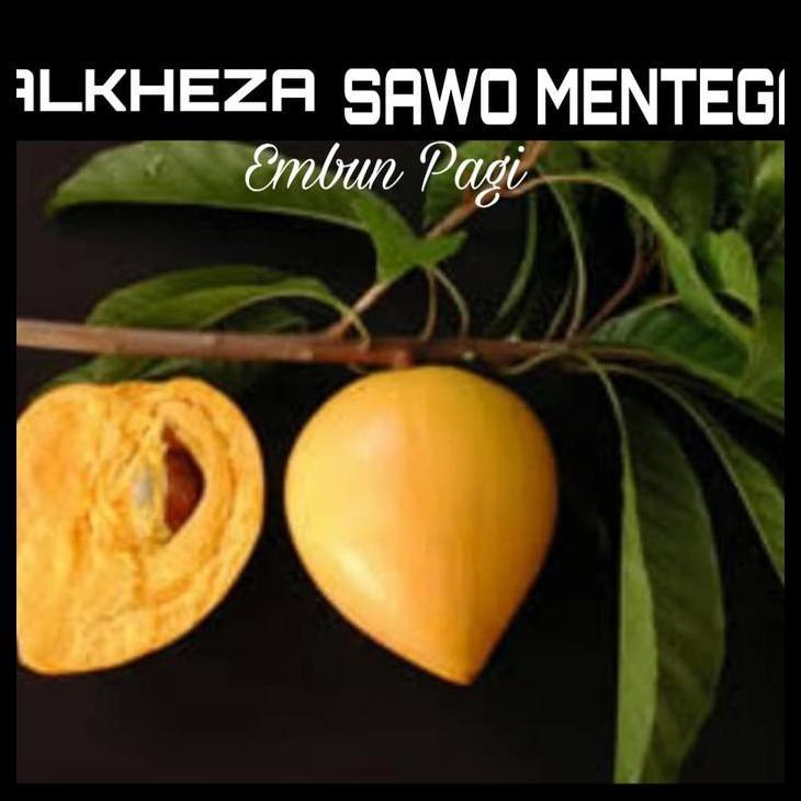 Promo / Bibit  Pohon Buah Alkheza Alkhes Atau Sawo Mentega Tinggi 1,5 Meter Dari Cangkok Batang Besa