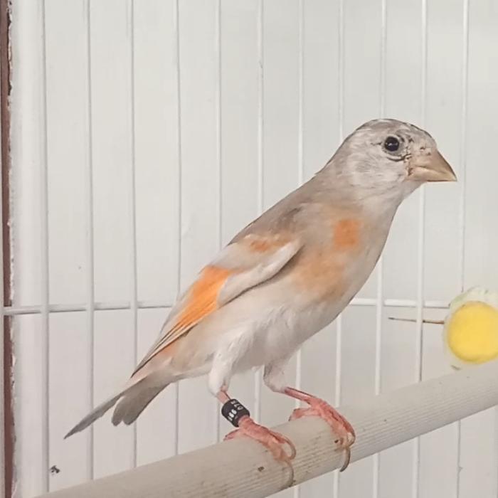 Red Siskin Doble Dilute Sepasang siap tangkar