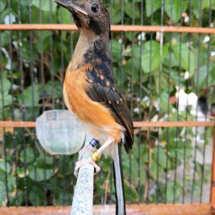 Burung murai batu trotol jantan ring Apbn