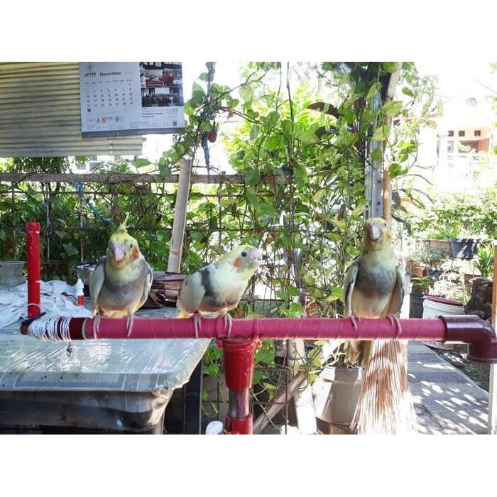Burung Parkit Australia / Cockatiels  GREY/ PIED/ CINNAMON