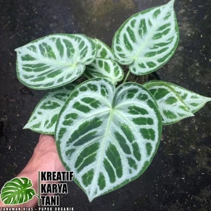 Anthurium Dorayaki Silver Blush - Dorayaki Silver Blush