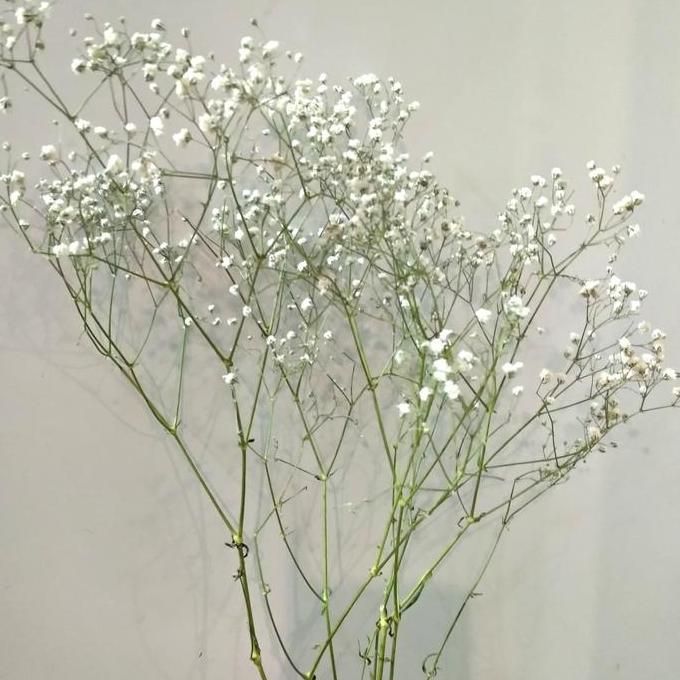 Flwrx- Baby Breath Dried / Dried Gysophila