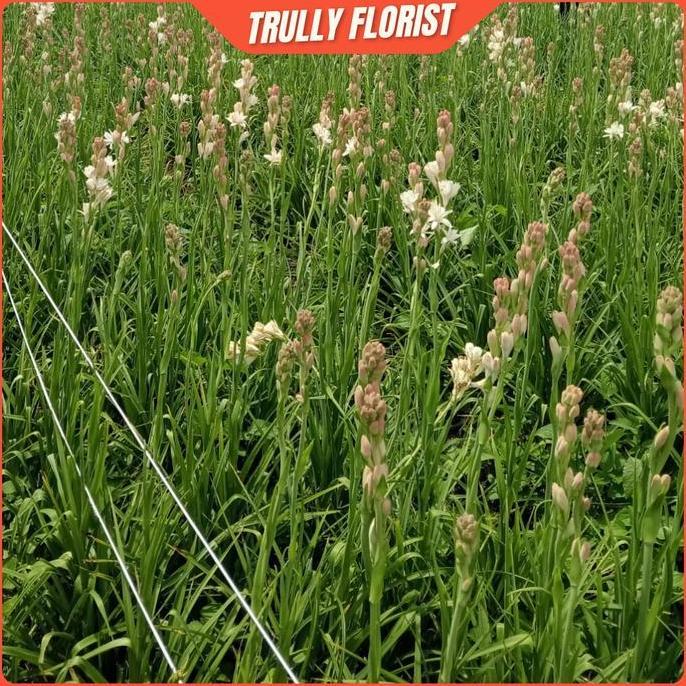 TERBARU|TERMURAH|BARU|PREMIUM|TERLARIS|GARANSI|DISKON|PROMO TRULLY FLORIST - BUNGA SEDAP MALAM SEGAR