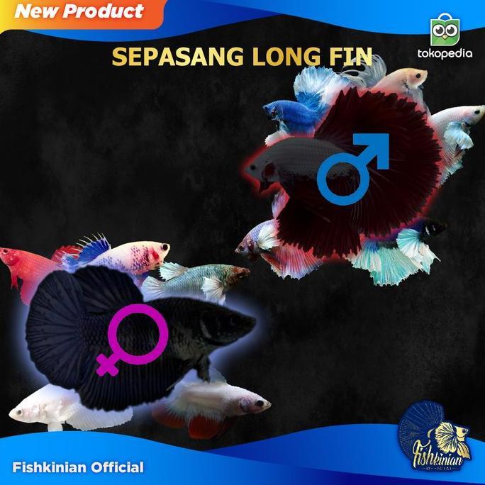 Pescare- Ikan Cupang Sepasang Jenis Ekor Panjang (Hm, Ct, Hmde, Hmbe, Hmdt)