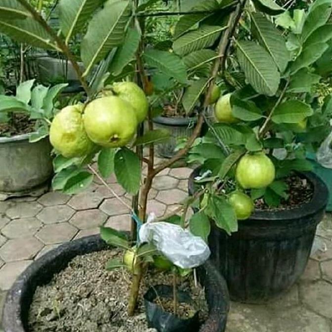 Benih Bibit Jambu Kristal Tanpa Biji Stok Selalu Ready Siap Dipesan TERJAMI