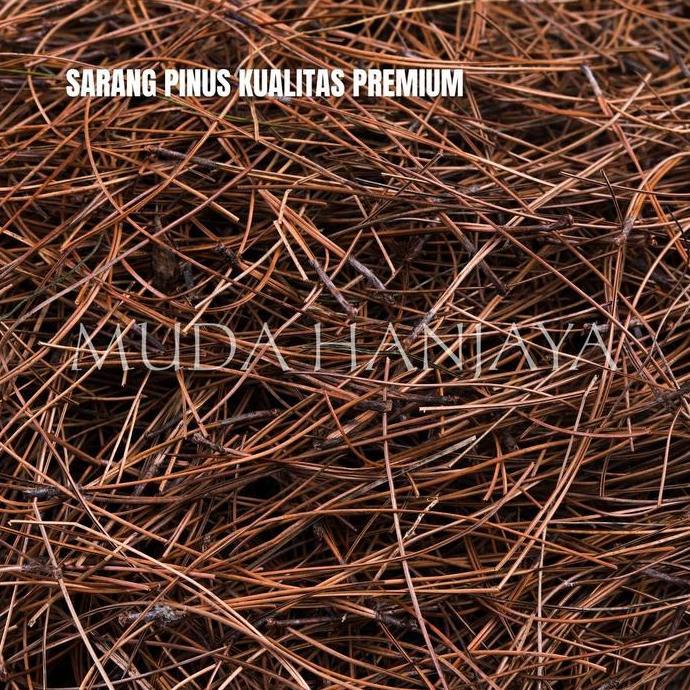 TERLARIS [PREMIUM] Alas Sarang Burung Serat Daun Pinus Cemara 1kg untuk Aviary Ternak Penetasan | Mu