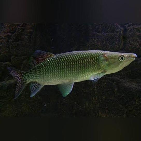 TERLARIS HIASAN AQUARIUM IKAN ODOE PIKE TANKMATE MANTUL IKAN HIAS