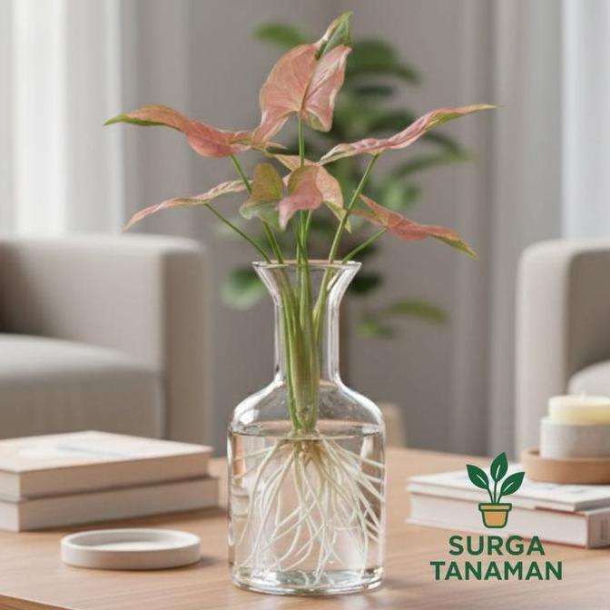 Tanaman media air syngonium pink flacked - tanaman syngonium pink flacked