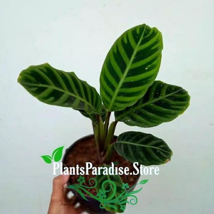 Calathea zebrina - tanaman calathea zebrina humilior
