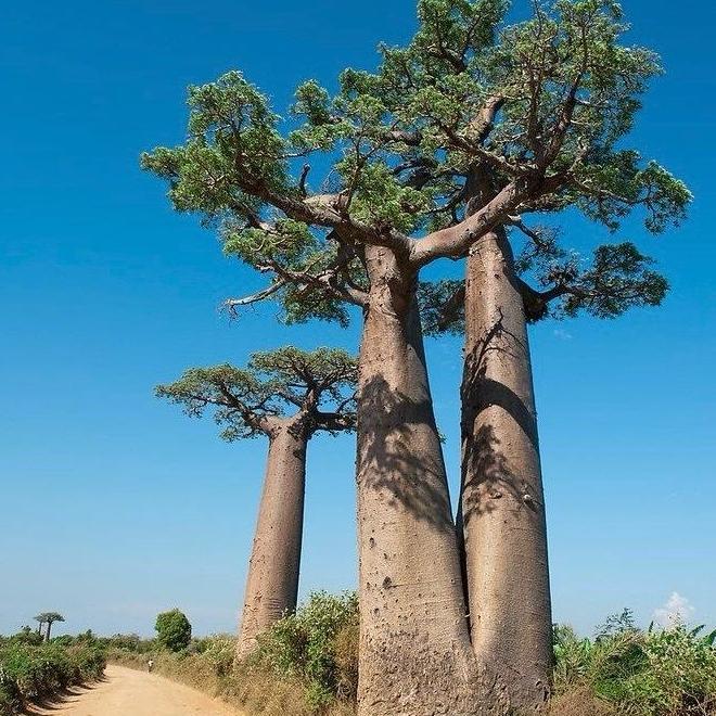 [Virladia Seeds] 2 Biji Benih Pohon Raksasa Baobab