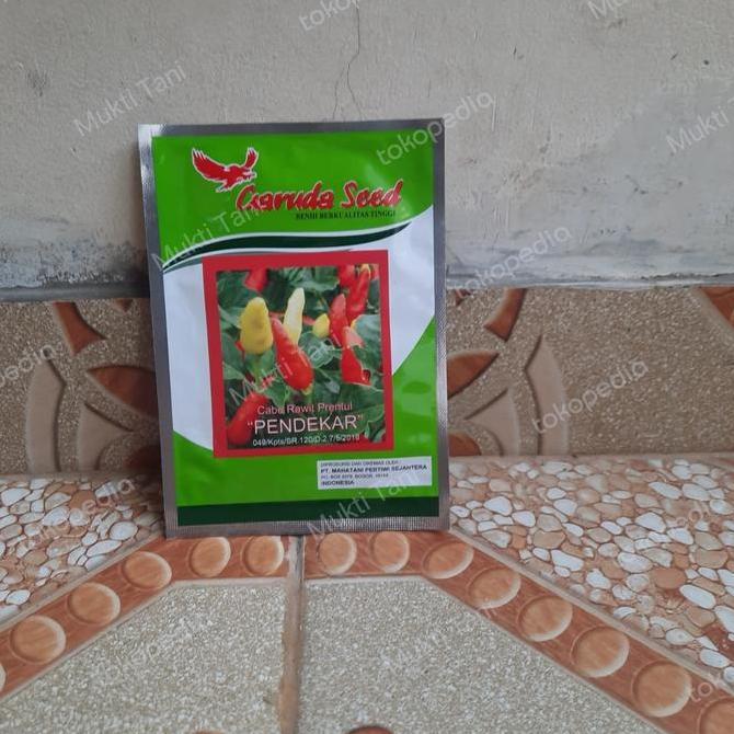 Benih Cabai Rawit Putih Pendekar 10 gram | Bibit Cabe prentul