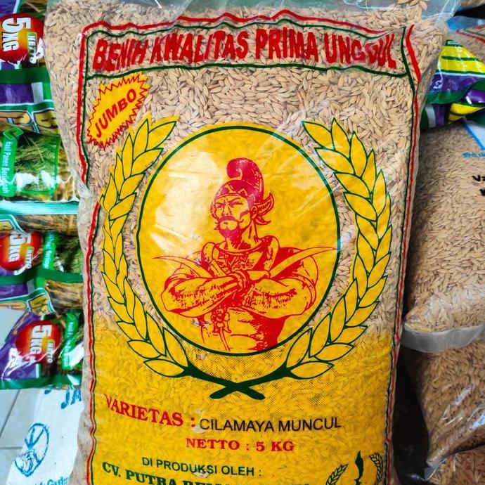 Benih Padi Unggiul Cilamaya Muncul 5 kg Anakan Banyak