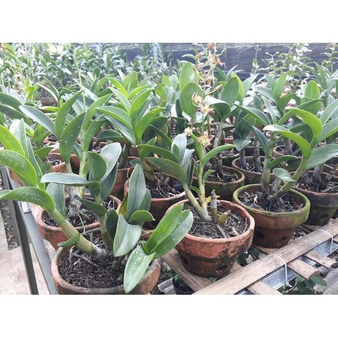 Dendrobium Keriting Rambo