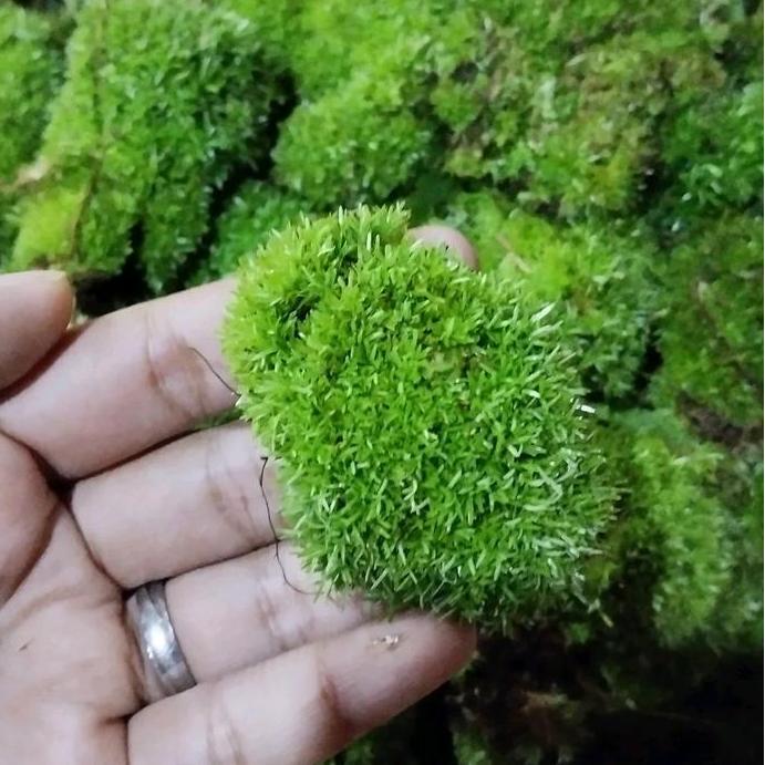 Hobiikan- Ornamen Moss Mutiara Untuk Akuarium Atau Paludarium