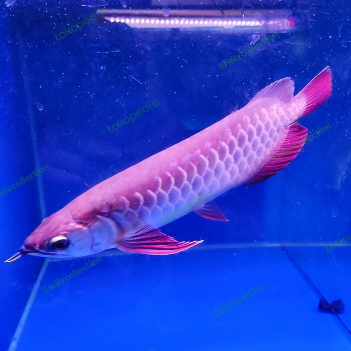 arwana golden High Back red 20-22cm