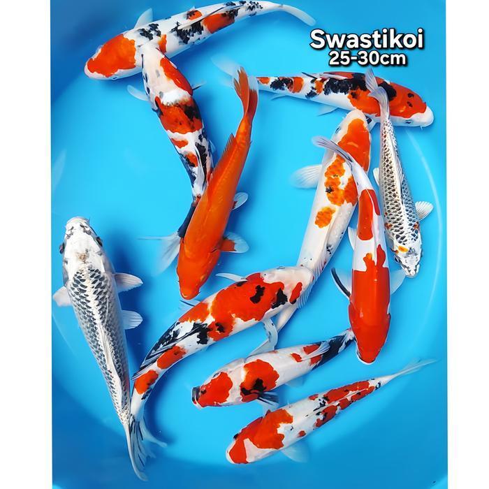 Ikan Koi Blitar 10 Ekor Grade A