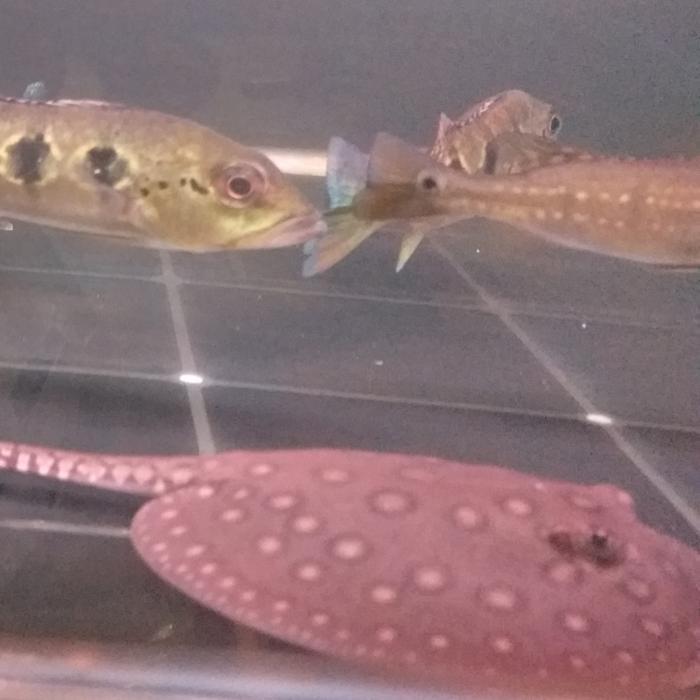 Hiasan Aquarium Pari Motoro Air Tawar / Pari Motoro Baby