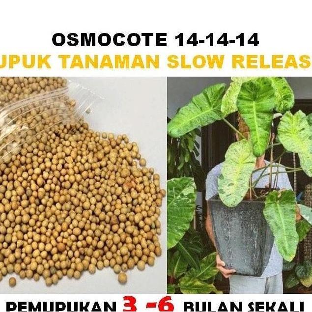 pupuk osmocot 14-14-14 kemasan 500 gram original pupuk slow release seimbang aglonema