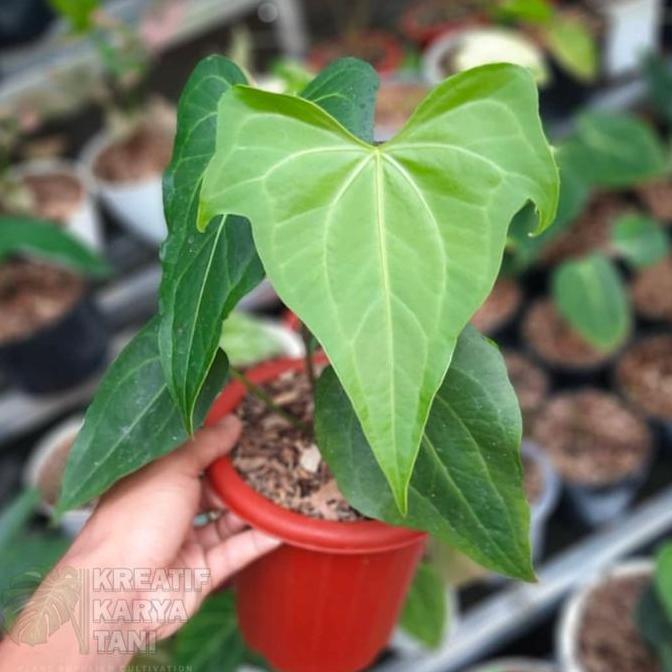 Tanaman hias anthurium pterodactyl - Anthurium prodactyl