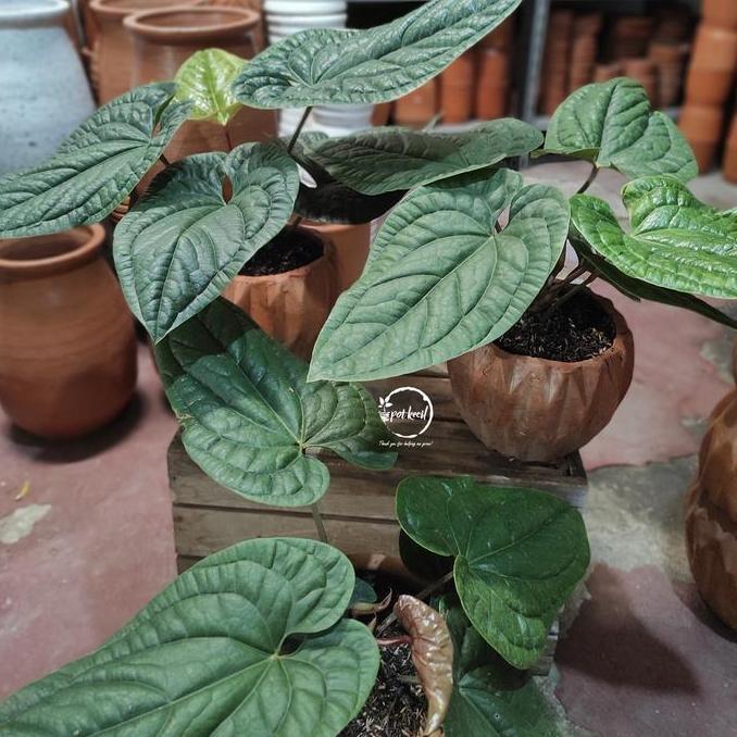 Anthurium Radicans / Anthurium Sirih / Anthurium