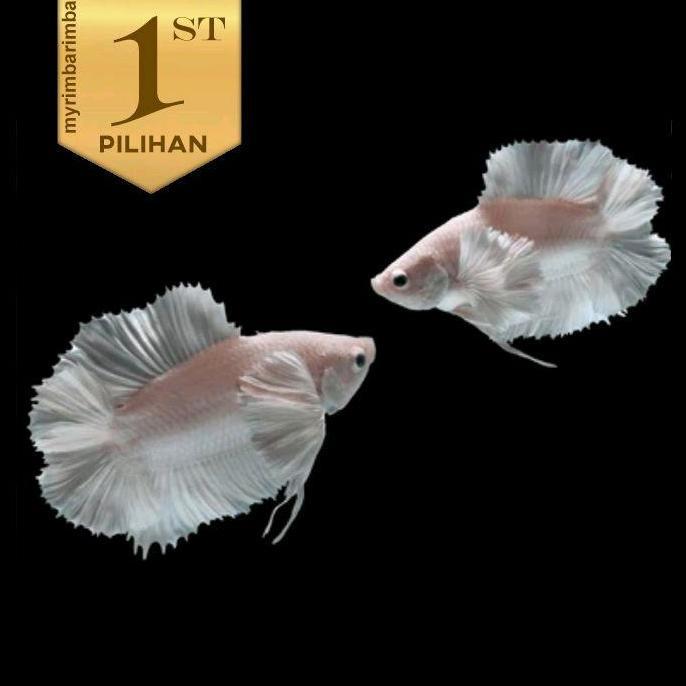 Cupang Cebol Double Tail Platinum Jantan High Fin Ikan Hias Aquascape Hiasan Aquarium Tanaman Air Ta