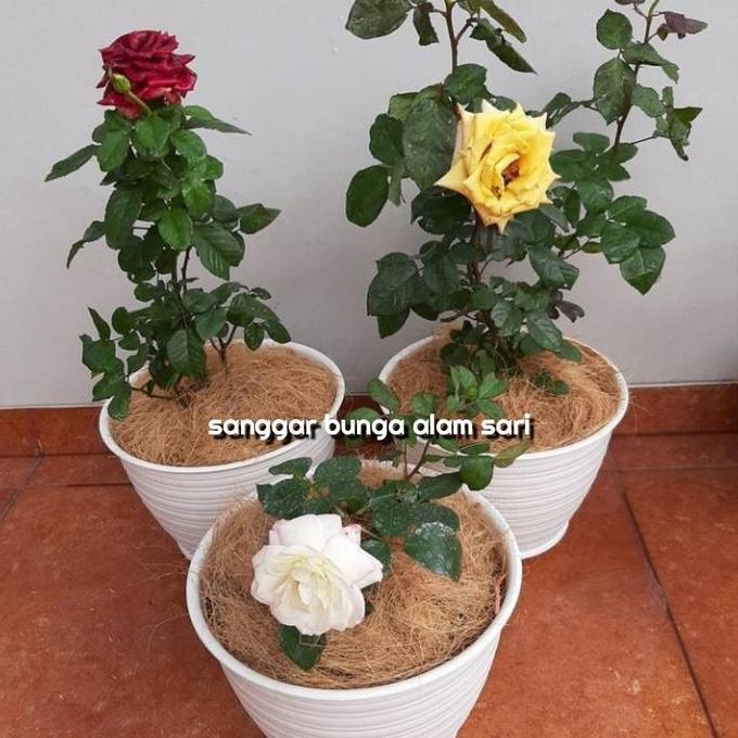Giardino- Tanaman Hias Bunga Mawar + Pot Tawon Dan Serabut