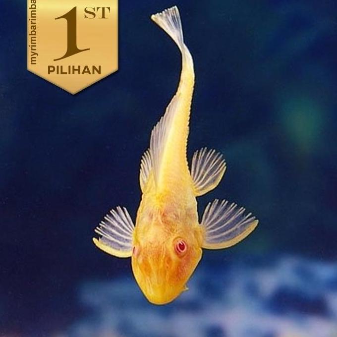 Pleco Albino 12cm Ikan Hias Aquarium Hiasan Aquascape Hiasan Sapu Sapu